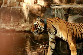 india wildlife adventure,Adventure Wildlife Safari