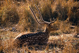 central india national parks