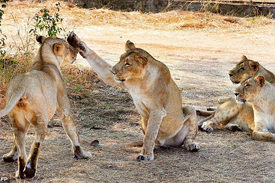 wild tiger tours, india wild tiger tours