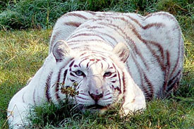tiger in india, types of cats in india
