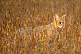 wild cats tour to india