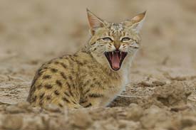 cats of india, tigers in india