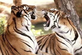 wild tigers in india
