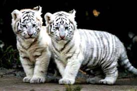 wild cats of india