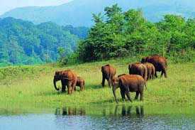 india wildlife adventure tours, indian wildlife adventure tour, wildlife adventure in india, adventure Wildlife tours in india, wildlife Adventure tours in india, wilderness jungle resort