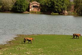 wildlife adventure holidays india, wilderness adventure tourism, wildlife adventure travel india, adventure Wildlife  travel packages, india wildlife adventure,Adventure Wildlife Safari