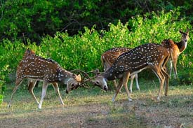 Adventure Wildlife Trip, Wild Life Adventure Trip To India,Adventure Wild Life Tour Guide,Adventure Wild Life Travel Agent