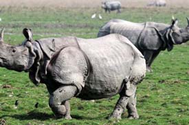 A Day With India Adventure Wild Life Tour,India Wild Life Adventure Travel