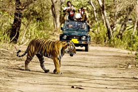 indian wildlife safari, india nature tours,wildlife safari tour in india, wildlife safari packages for india