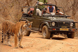 wildlife safari india, india wildlife safari travel, wildlife safari tour to india, wildlife safari travel in india, wildlife safari vacation in india