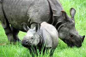 wildlife safari holidays in india, wildlife safari package india, indian wildlife safari packages, wildlife safari tour operator india, safari wildlife travel agent india