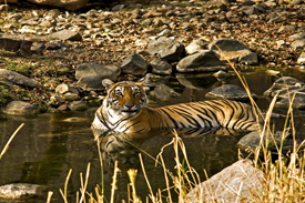 online booking wildlife safari tour, wildlife safari in india