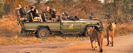 india wildlife safari tour